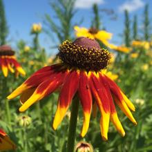 Red and Yellow Flower